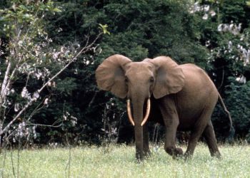 African forest elephant (Loxodonta africana cyclotis), Gabon.