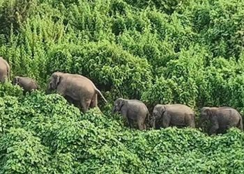 ইদানিং হাতির পালের প্রায় দেখা মেলে