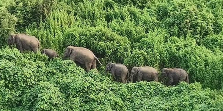 ইদানিং হাতির পালের প্রায় দেখা মেলে
