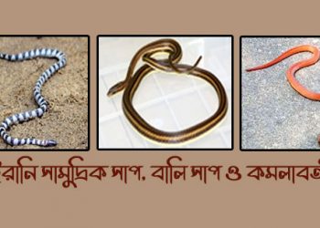 চট্টগ্রামে একটিসহ দেশে নতুন তিন প্রজাতির সাপের সন্ধান