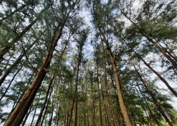পর্যটকরা হুমড়ি খেয়ে পড়ছে কক্সবাজার সৈকতে