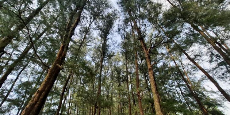 পর্যটকরা হুমড়ি খেয়ে পড়ছে কক্সবাজার সৈকতে