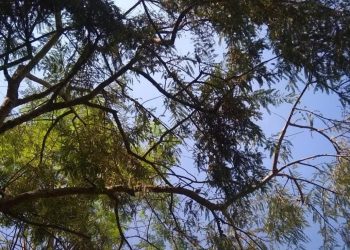 শীতের খুশবু পাচ্ছি উত্তরের হাওয়ায়
