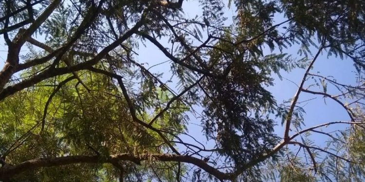 শীতের খুশবু পাচ্ছি উত্তরের হাওয়ায়
