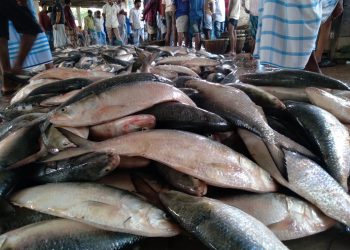 বঙ্গোপসাগরে ইলিশ ধরায় নিষেধাজ্ঞা শুরু