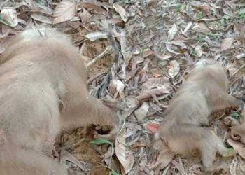 মহেশখালীতে কলায় বিষ মিশিয়ে অর্ধশত বানর হত্যা