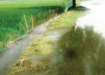 চকরিয়ায় লবনাক্ততায় ৫শ একর জমিতে চাষাবাদ অনিশ্চিত
