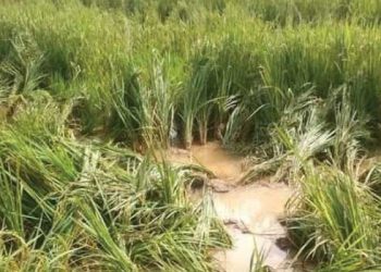 চকরিয়ায় ধানক্ষেতে বন্যহাতির তান্ডব