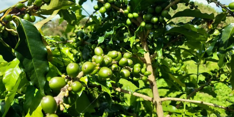 পাহাড়ে কফি চাষ: অর্থনীতিতে নতুন সম্ভাবনা