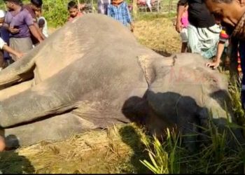 সাতকানিয়ায় কৃষকের দেওয়া বিদ্যুৎ ফাঁদে প্রাণ গেছে বন্যহাতির