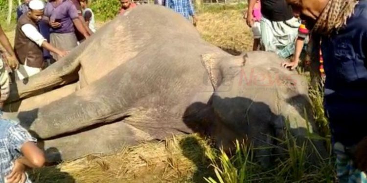সাতকানিয়ায় কৃষকের দেওয়া বিদ্যুৎ ফাঁদে প্রাণ গেছে বন্যহাতির
