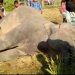 সাতকানিয়ায় কৃষকের দেওয়া বিদ্যুৎ ফাঁদে প্রাণ গেছে বন্যহাতির