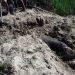 চকরিয়ার বনাঞ্চলে পুঁতে রাখা বন্যহাতির মরদেহ উদ্ধার
