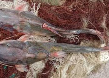 হালদায় মাছসহ ৫ হাজার মিটার জাল জব্দ