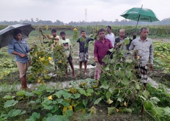চকরিয়া কৃষকের ক্ষেত গুড়িয়ে দিয়েছে দুর্বৃত্ত, মারধরে আহত-৩