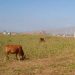 কক্সবাজার বিমানবন্দর, রানওয়েতে ঢুকে পড়ছে মানুষ,নানা প্রাণী