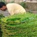 দাম না বাড়লে কোটি কোটি টাকা লস গুণবে পানচাষীরা