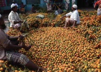 উখিয়ায় সুপারির বাম্পার ফলন