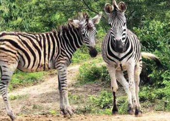 বঙ্গবন্ধু সাফারী পার্কে আফ্রিকান জেব্রার বিচরণ নজর কাড়ছে