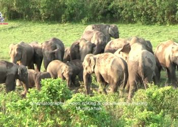 ডুলাহাজারা বঙ্গবন্ধু সাফারিপার্ক ঢুকে তাণ্ডব চালাচ্ছে ১৩টি বন্যহাতির পাল