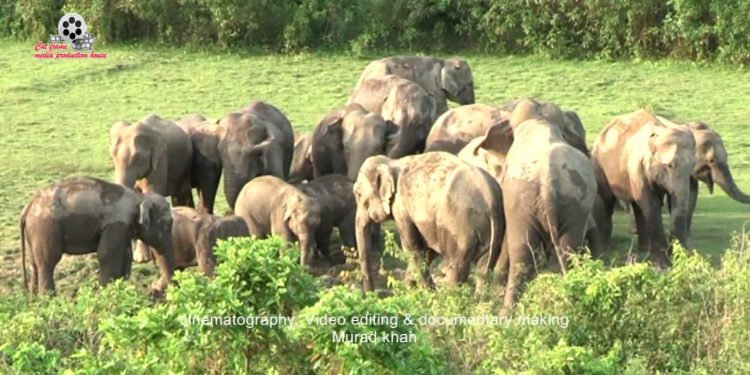 ডুলাহাজারা বঙ্গবন্ধু সাফারিপার্ক ঢুকে তাণ্ডব চালাচ্ছে ১৩টি বন্যহাতির পাল