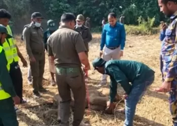 বন্যহাতির মৃত শাবক উদ্ধার
