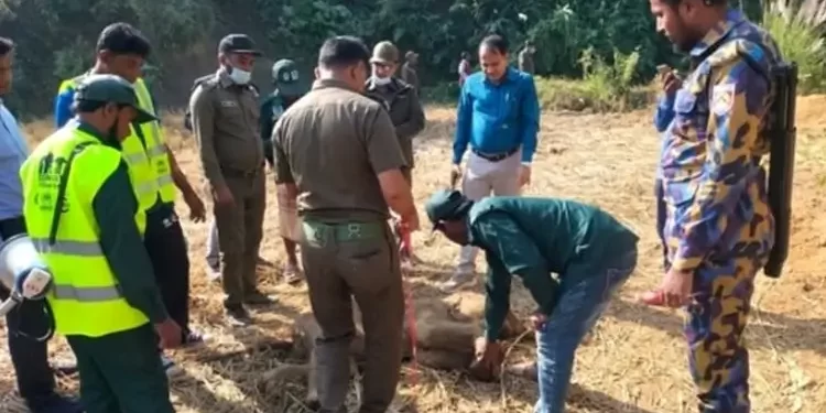 বন্যহাতির মৃত শাবক উদ্ধার