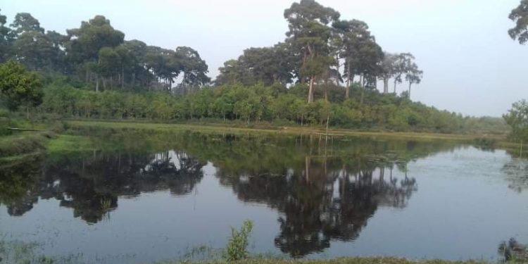 মেদাকচ্ছপিয়া জাতীয় উদ্যান লেকে মাছ চাষ,নার্সারী করে ফায়দা লুণ্ঠন