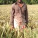 চকরিয়ায় বোরো ধানের বাম্পার ফলন; কৃষকরা সোনালী ধান ঘরে তুলে নিচ্ছে 2 চকরিয়ায় বোরো ধানের বাম্পার ফলন; কৃষকরা সোনালী ধান ঘরে তুলে নিচ্ছে