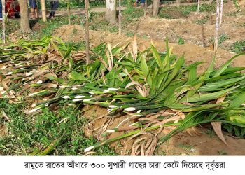 রামুতে রাতের আঁধারে কেটে দেয়া হলো ৩০০ সুপারী গাছের চারা