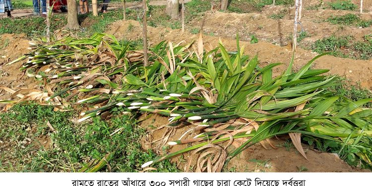 রামুতে রাতের আঁধারে কেটে দেয়া হলো ৩০০ সুপারী গাছের চারা 1 রামুতে রাতের আঁধারে কেটে দেয়া হলো ৩০০ সুপারী গাছের চারা