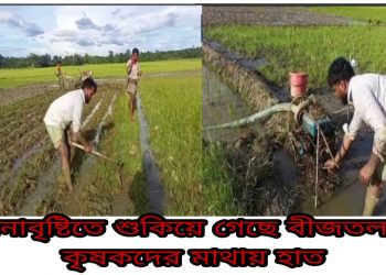 পেকুয়ায় অনাবৃষ্টিতে শুকিয়ে গেছে বীজতলা,  কৃষকদের মাথায় হাত