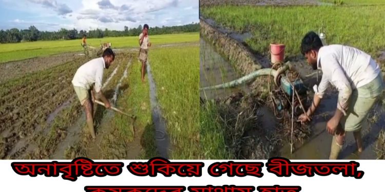 পেকুয়ায় অনাবৃষ্টিতে শুকিয়ে গেছে বীজতলা,  কৃষকদের মাথায় হাত
