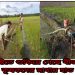 পেকুয়ায় অনাবৃষ্টিতে শুকিয়ে গেছে বীজতলা,  কৃষকদের মাথায় হাত