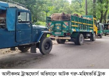 আলীকদমে ৩ দিনের অভিযানে ১৯৪ গরু-মহিষ আটক