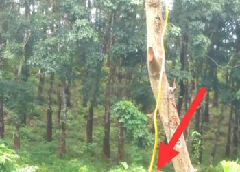 লামায় ফাঁসিয়াখালীতে বন্য হাতি তাড়াতে শত শত বৈদ্যুতিক ফাঁদ