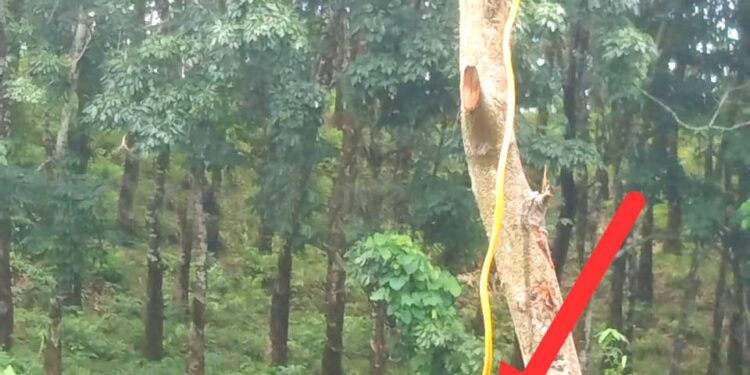 লামায় ফাঁসিয়াখালীতে বন্য হাতি তাড়াতে শত শত বৈদ্যুতিক ফাঁদ