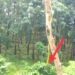 লামায় ফাঁসিয়াখালীতে বন্য হাতি তাড়াতে শত শত বৈদ্যুতিক ফাঁদ
