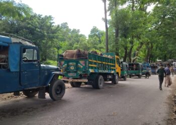 আলীকদমে গবাদি পশুর চালান আটক