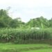 উখিয়ার সীমান্ত এলাকায় গুলির শব্দে আতঙ্ক 2 উখিয়ার সীমান্ত এলাকায় গুলির শব্দে আতঙ্ক