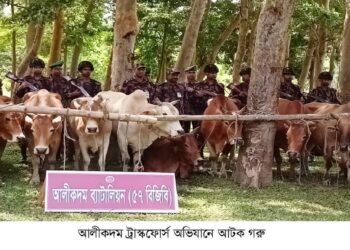 আলীকদমে চোরাইপথে আসা গরু-মহিষ নিলামে বিক্রি