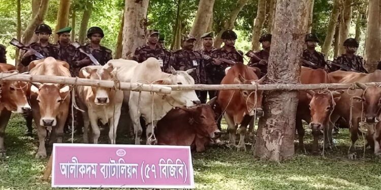 আলীকদমে চোরাইপথে আসা গরু-মহিষ নিলামে বিক্রি 1 আলীকদমে চোরাইপথে আসা গরু-মহিষ নিলামে বিক্রি