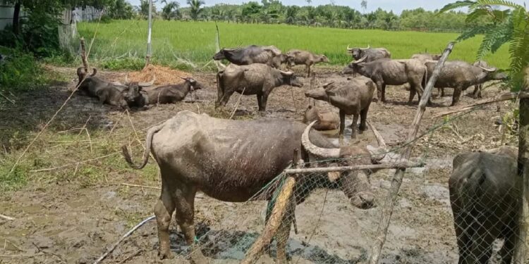 এবার মিয়ানমার থেকে আসছে মহিষের পাল