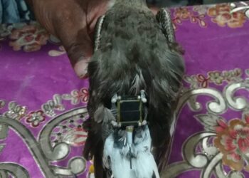মহেশখালীতে ট্রান্সমিটার যুক্ত বিরল পাখী উদ্ধার
