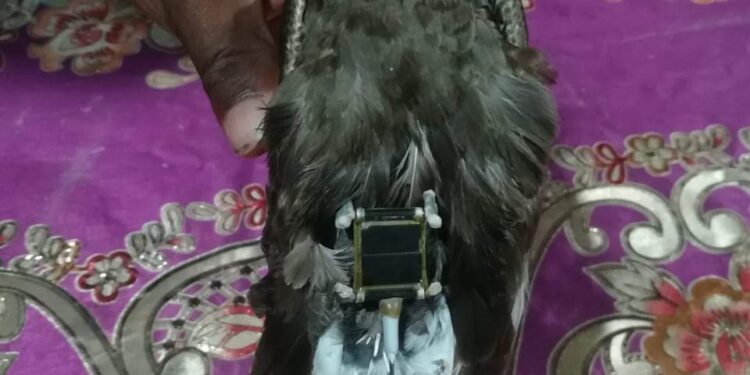 মহেশখালীতে ট্রান্সমিটার যুক্ত বিরল পাখী উদ্ধার
