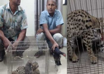 লোহাগাড়ায় চিতা ও মেছো বাঘসহ ২ পাচারকারী আটক