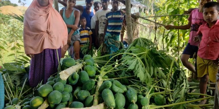 হতদরিদ্র পরিবারের  বাগানের ৪০টি পেঁপে গাছ কেটে দিয়েছে দুর্বৃত্তরা