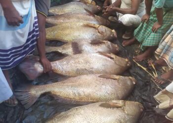 মহেশখালীতে বহদ্দারের জালে ধরা পড়লো  ৩৫ লাখ টাকার মাছ