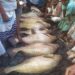 মহেশখালীতে বহদ্দারের জালে ধরা পড়লো  ৩৫ লাখ টাকার মাছ