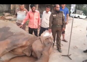 ডুলাহাজারা বঙ্গবন্ধু সাফারি পার্কে বাহাদুরের মৃত্যুর ২দিন পরে মারা গেল রঙ্গবালা